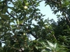 photo17