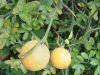 DSC02819