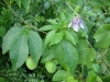DSC03118