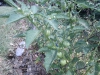 IMG_20110821_104725