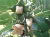 persimmonflower