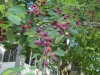 DSC03242